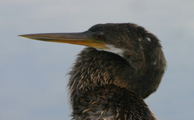 Anhinga