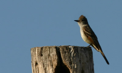 Ash-throated Flycatcher