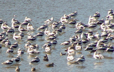 Sea of avocets