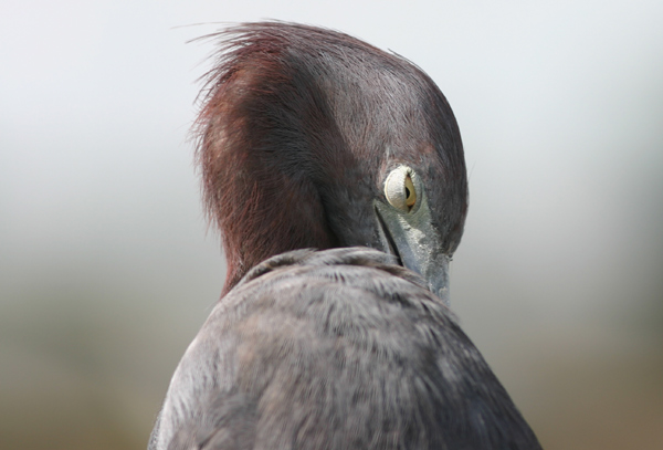 Little Blue Heron preening