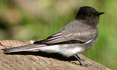 Black Phoebe