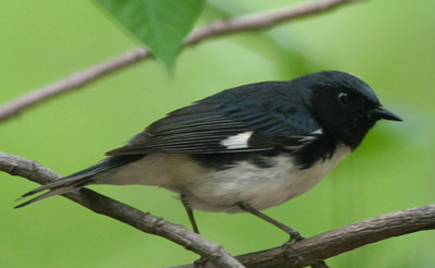 Black-throated Blue Warbler