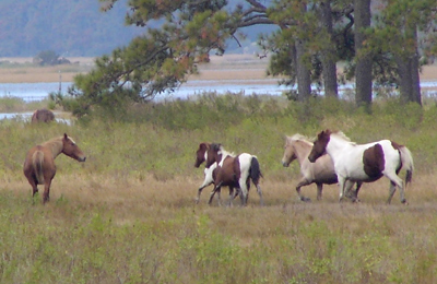 Wild Ponies of Assateague Island