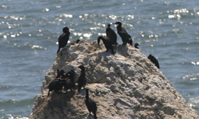 Brandt's Cormorants