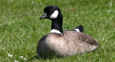 Cackling Goose