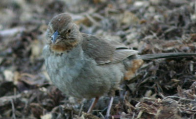 California Towhee