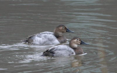 Canvasback