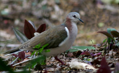 caribbeandove.jpg