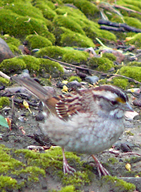 White-throated Sparrow