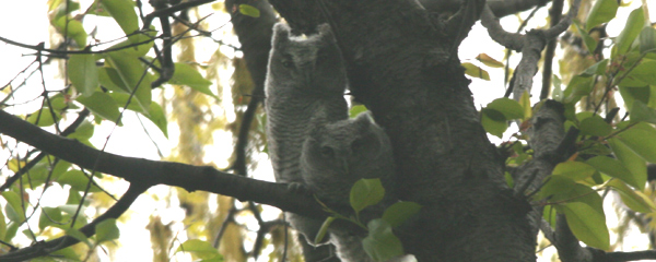 Eastern Screech Owl Adult and Chick