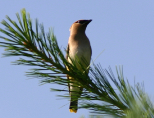 Cedar Waxwing