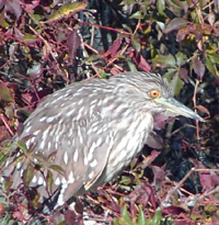 Immature Yellow-crown Night-heron