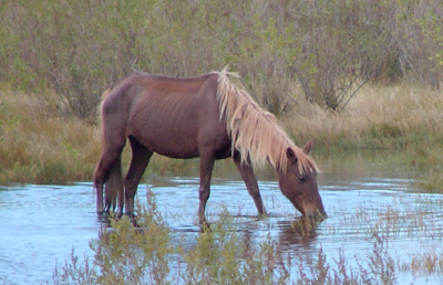 Wild Pony