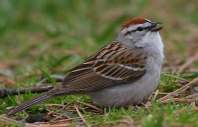 Chipping Sparrow