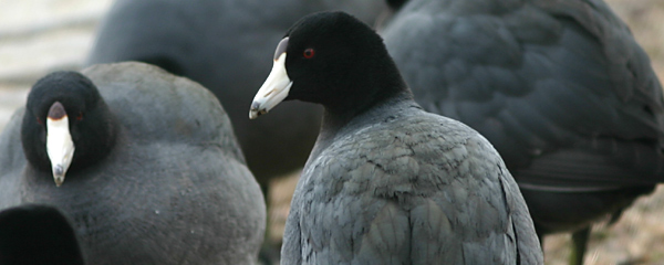 black coot