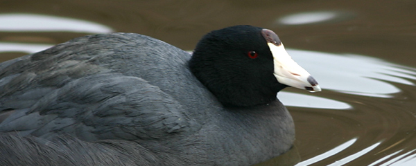 Oh bold, adventurous coot!
