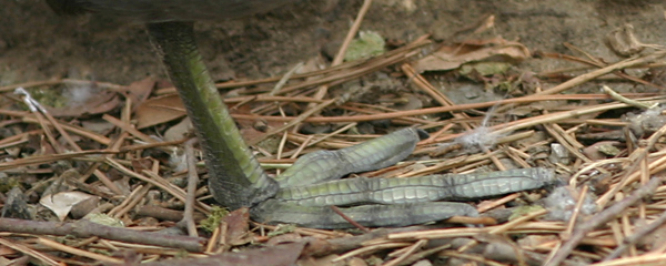 Coot foot