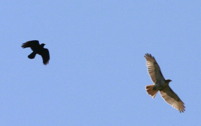 Crow vs. Hawk 1