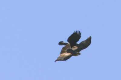 Crow vs. Hawk 2