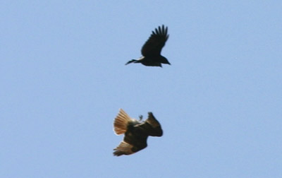 Crow vs. Hawk 3