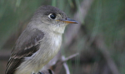 Cuban Pewee Cuban Pewee