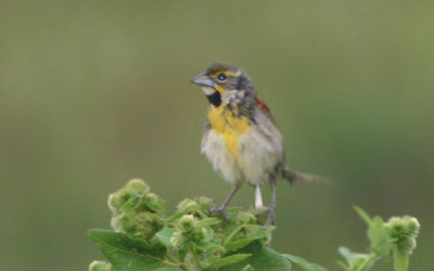 Dickcissel