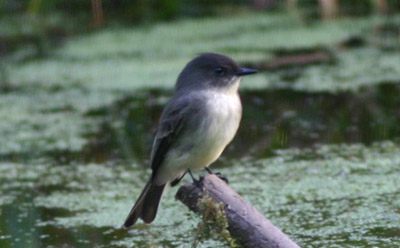 Eastern Phoebe Eastern Phoebe