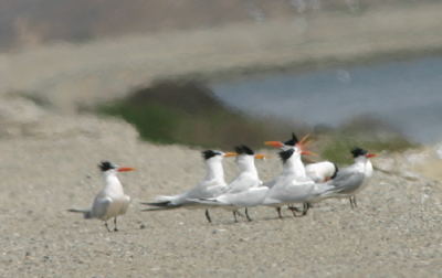 Elegant Terns