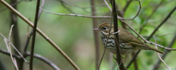 Ovenbird