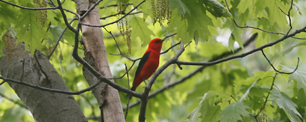 Scarlet Tanager