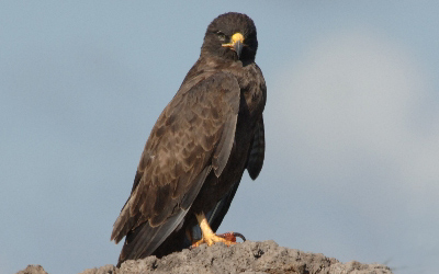Galapagos Hawk