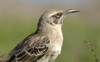 Galapagos Mockingbird