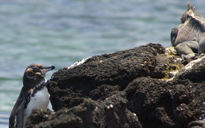 Galapagos Penguin and Iguana