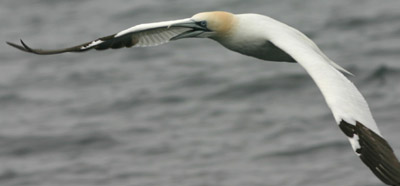 Northern Gannet