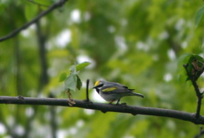 Golden-winged Warbler