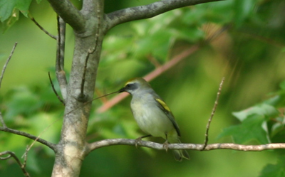 Golden-winged Warbler