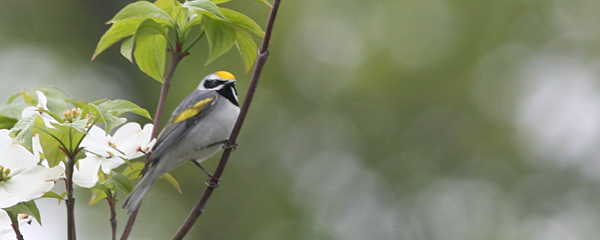 Golden-winged Warbler