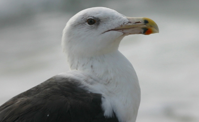 Great Black-backed Gull