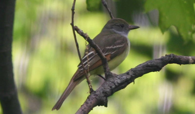 Great-crested Flycatcher