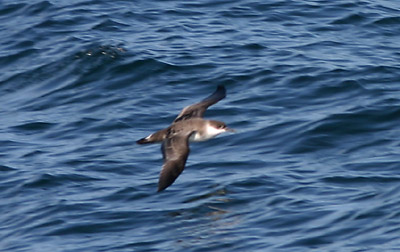 Greater Shearwater