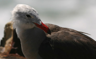 Heerman's Gull