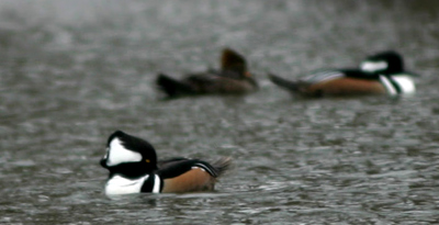 Hooded Mergansers