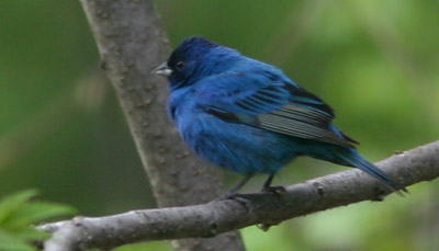 Indigo Bunting