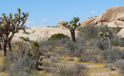 Joshua Tree Joshua Tree