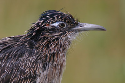 Greater Roadrunner