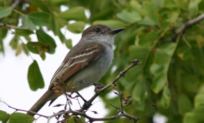 La Sagra's Flycatcher