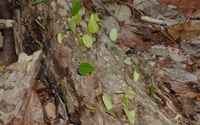 Leaf Cutter Ants