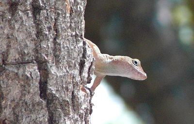 Puerto Rican Crested Anole