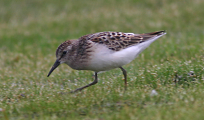 Least Sandpiper