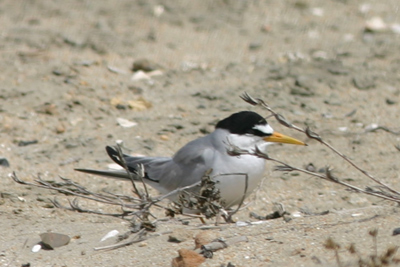 Least Tern